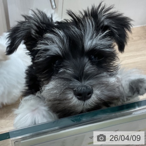 愛知県のミニチュアシュナウザー (ペットプラス 東浦店/2026年1月17日生まれ/女の子/ブラックシルバー)の子犬の4枚目の画像