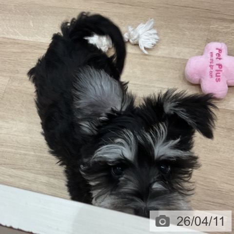 愛知県のミニチュアシュナウザー (ペットプラス 東浦店/2026年1月17日生まれ/女の子/ブラックシルバー)の子犬の3枚目の画像