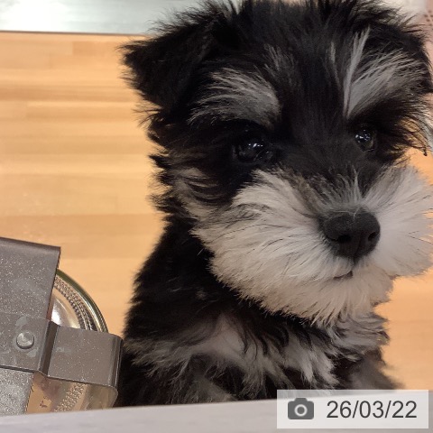 ミニチュア・シュナウザーの写真