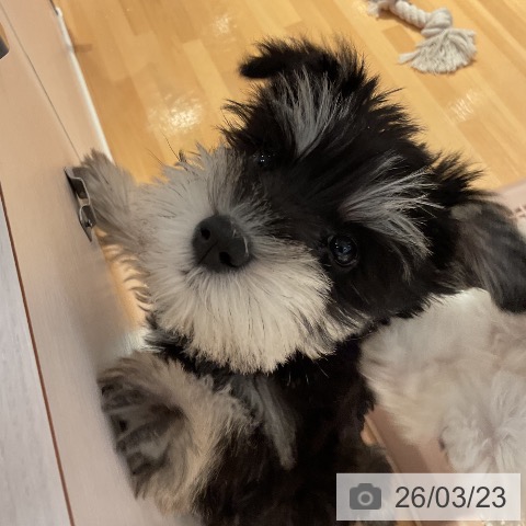 ミニチュア・シュナウザーの写真