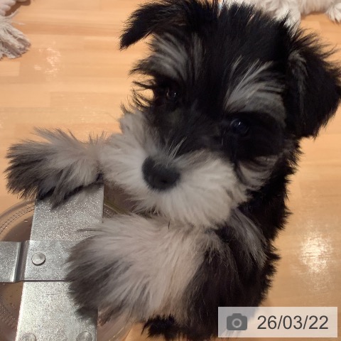 ミニチュア・シュナウザーの写真