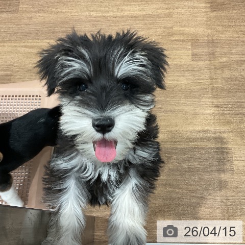 愛知県のミニチュアシュナウザー (ペッツワン 東海店/2026年1月17日生まれ/女の子/ブラックシルバー)の子犬の4枚目の画像