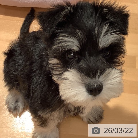 ミニチュア・シュナウザーの写真