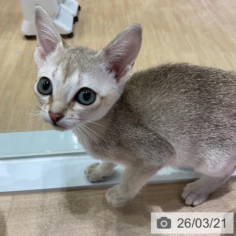 シンガプーラの写真