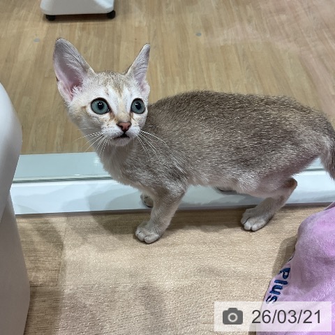 シンガプーラの写真