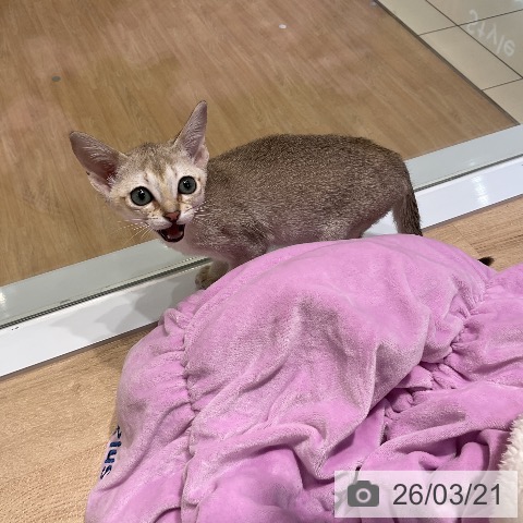 シンガプーラの写真