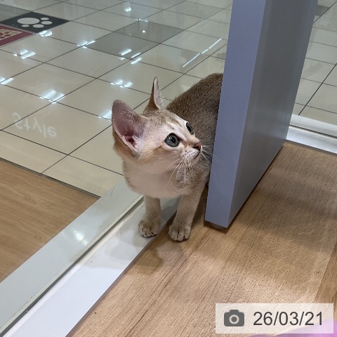 シンガプーラの写真