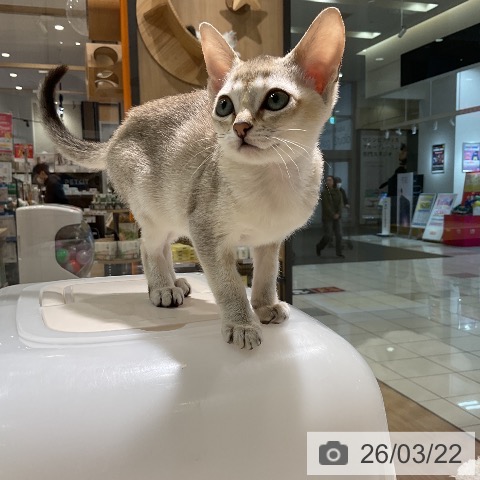 シンガプーラの写真