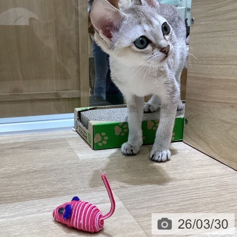 愛知県のシンガプーラ (ペットプラス ナゴヤドーム前店/2026年1月11日生まれ/女の子/セピアアグーティ)の子猫の3枚目の画像