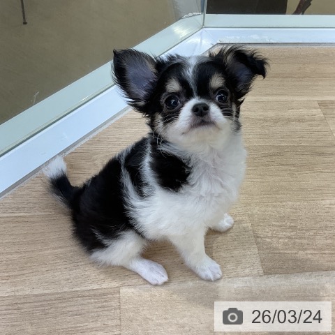 愛知県のチワワ(ロング) (ペットプラス mozoワンダーシティ店/2026年1月19日生まれ/女の子/ホワイトブラックタン)の子犬の4枚目の画像