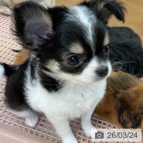 愛知県のチワワ(ロング) (ペットプラス mozoワンダーシティ店/2026年1月19日生まれ/女の子/ホワイトブラックタン)の子犬の3枚目の画像