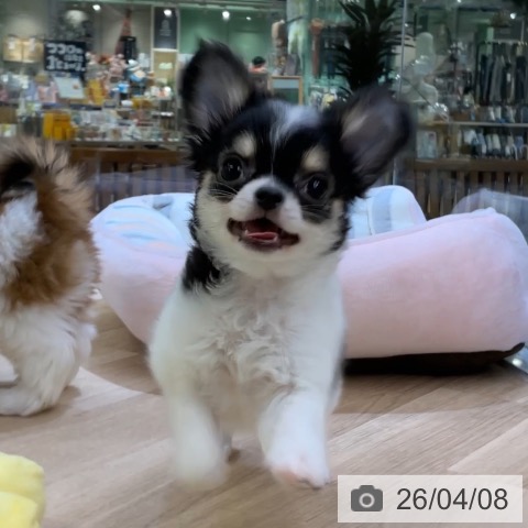 愛知県のチワワ(ロング) (ペットプラス mozoワンダーシティ店/2026年1月19日生まれ/女の子/ホワイトブラックタン)の子犬の3枚目の画像