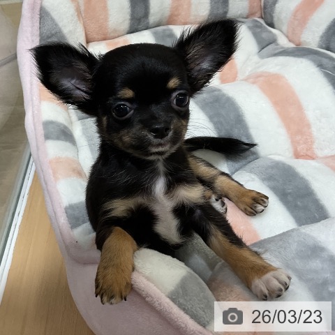 愛知県のチワワ(ロング) (ペットプラス ナゴヤドーム前店/2026年1月17日生まれ/女の子/ブラックタンホワイト)の子犬の4枚目の画像