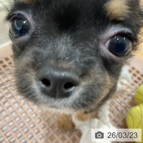 愛知県のチワワ(ロング) (ペットプラス ナゴヤドーム前店/2026年1月17日生まれ/女の子/ブラックタンホワイト)の子犬の3枚目の画像