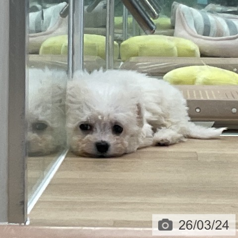 ビション・フリーゼの写真