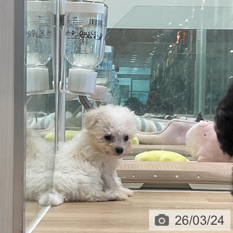 ビション・フリーゼの写真