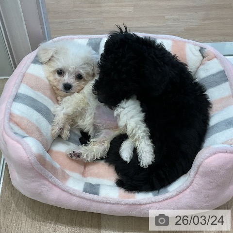 ビション・フリーゼの写真