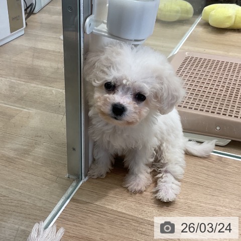 ビション・フリーゼの写真