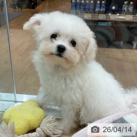 愛知県のビションフリーゼ (ペットプラス 熱田店/2026年1月20日生まれ/女の子/ホワイト)の子犬の3枚目の画像