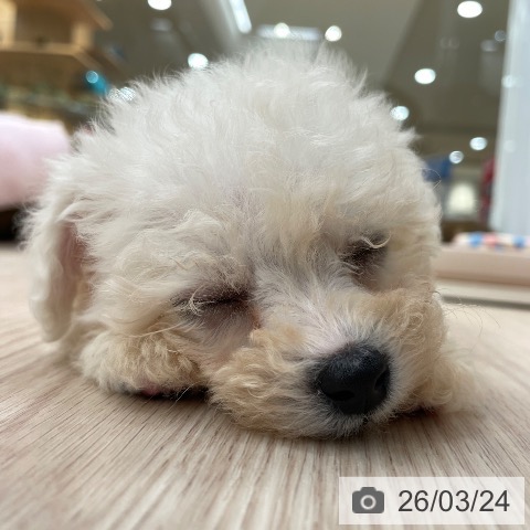 ビション・フリーゼの写真