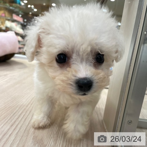 ビション・フリーゼの写真