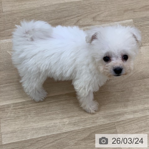 ビション・フリーゼの写真