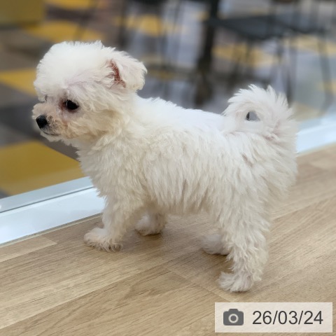 ビション・フリーゼの写真