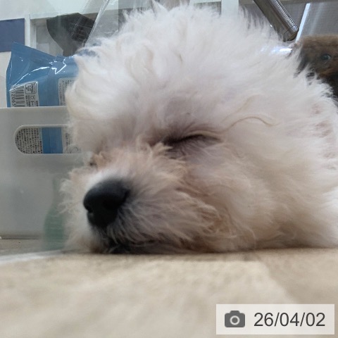 岐阜県のビションフリーゼ (ペットプラス 光ケ丘店/2026年1月20日生まれ/女の子/ホワイト)の子犬の4枚目の画像