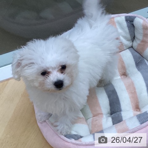 三重県のビションフリーゼ (ペットプラス 津南店/2026年1月20日生まれ/女の子/ホワイト)の子犬の4枚目の画像