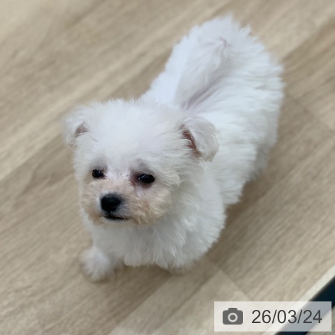 ビション・フリーゼの写真