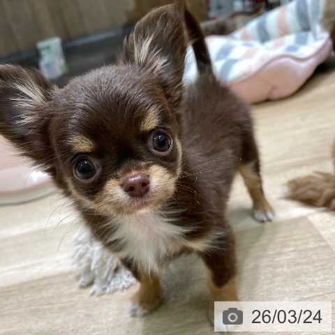 チワワの写真