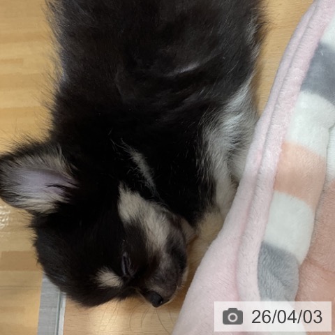 石川県のチワワ(ロング) (ペットプラス 新小松店/2026年1月20日生まれ/女の子/ブラックタンホワイト)の子犬の4枚目の画像