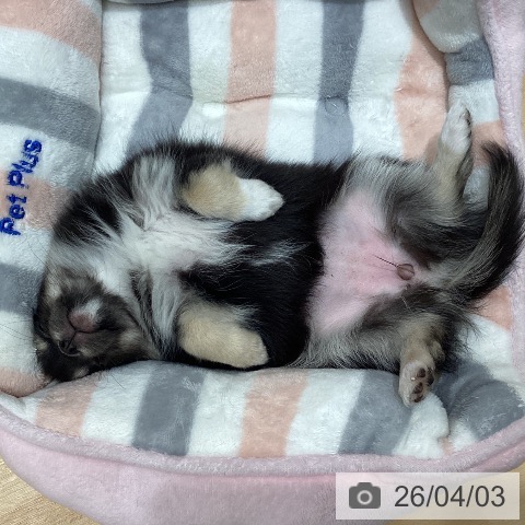 石川県のチワワ(ロング) (ペットプラス 新小松店/2026年1月20日生まれ/女の子/ブラックタンホワイト)の子犬の3枚目の画像