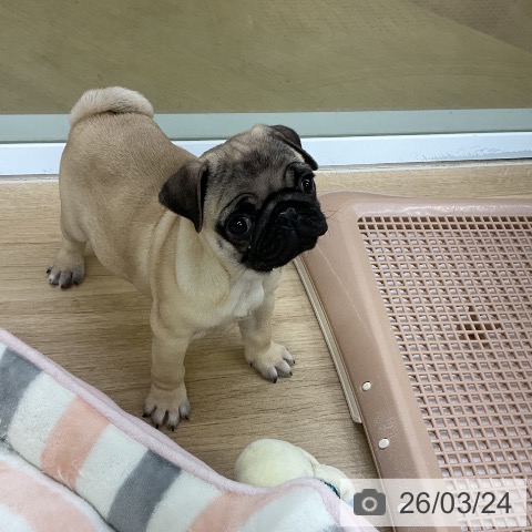 パグの写真