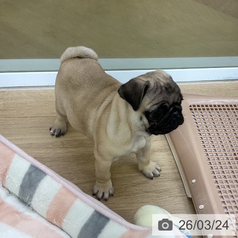 パグの写真