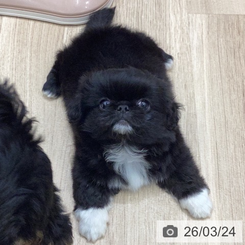 岐阜県のペキニーズ (ペットプラス 各務原店/2026年1月18日生まれ/女の子/ブラックホワイト)の子犬の3枚目の画像