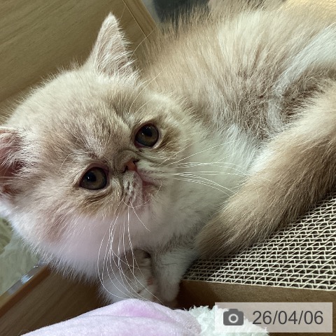 エキゾチックの写真