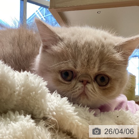 エキゾチックの写真