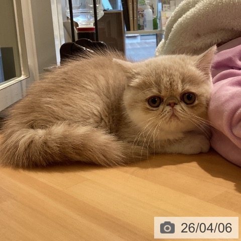 エキゾチックの写真