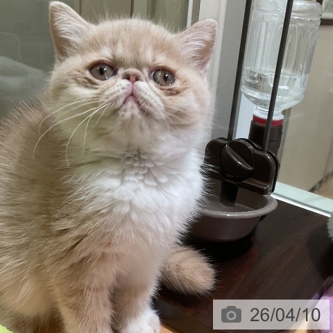 三重県のエキゾチック (ペットプラス 東員店/2026年1月19日生まれ/女の子/クリームタビーホワイト)の子猫の3枚目の画像