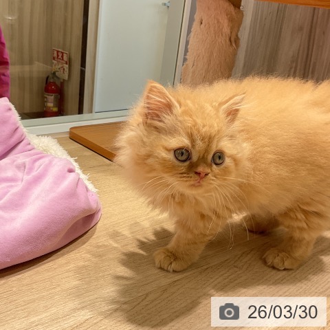 三重県のスコティッシュフォールド (ペットプラス 鈴鹿店/2026年1月19日生まれ/男の子/レッドタビー)の子猫の4枚目の画像