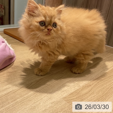 三重県のスコティッシュフォールド (ペットプラス 鈴鹿店/2026年1月19日生まれ/男の子/レッドタビー)の子猫の3枚目の画像