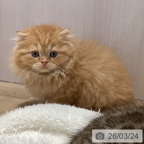 岐阜県のスコティッシュフォールド (ペットプラス 各務原店/2026年1月19日生まれ/男の子/レッドタビー)の子猫の4枚目の画像