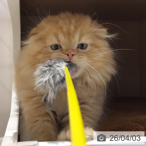 スコティッシュフォールドの写真