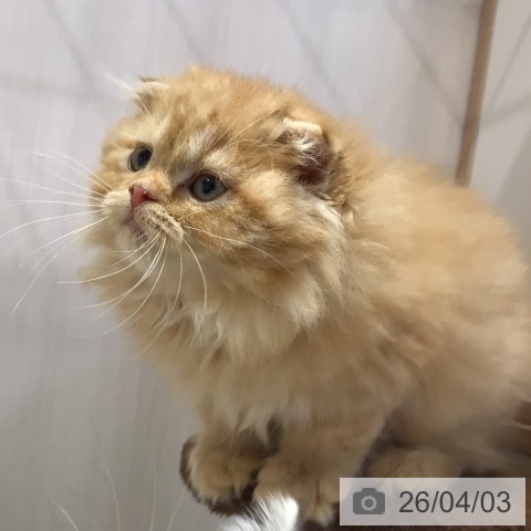 スコティッシュフォールドの写真