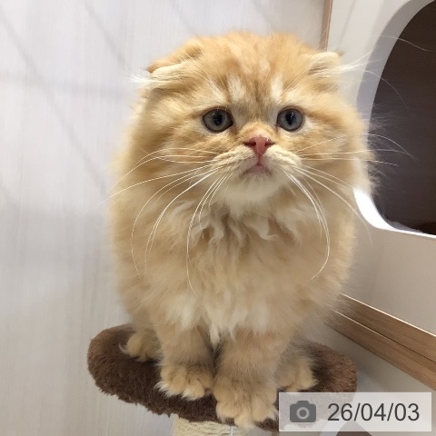 スコティッシュフォールドの写真