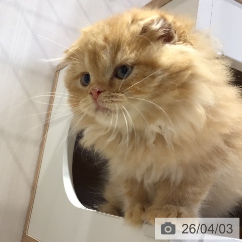 スコティッシュフォールドの写真