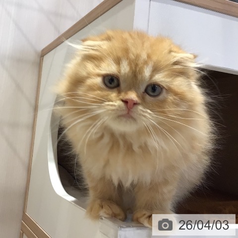 スコティッシュフォールドの写真