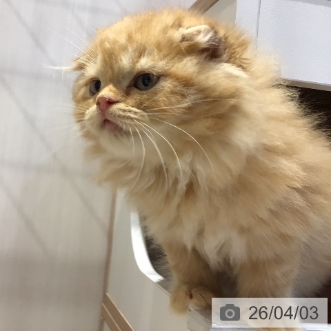 スコティッシュフォールドの写真