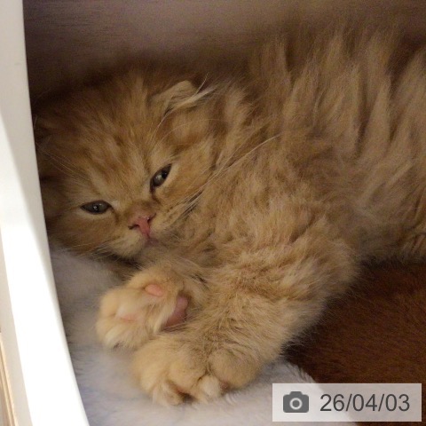 スコティッシュフォールドの写真